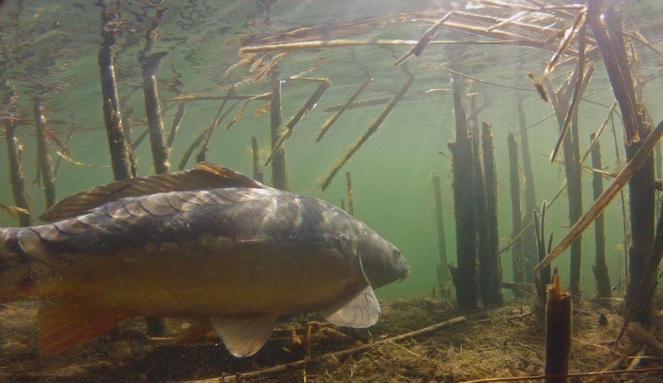 foto bune. - 5989034170914883903861757849974n.jpg